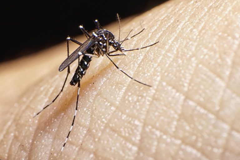 Mosquitoes discovered in Iceland for the first time in history