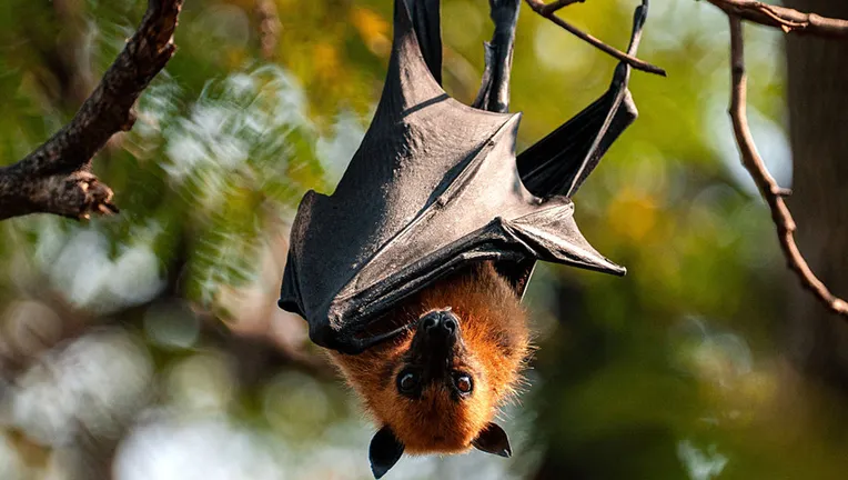 “Nipah Virus: Symptoms, Risks, and the Silent Threat Behind One of the World’s Deadliest Outbreaks”