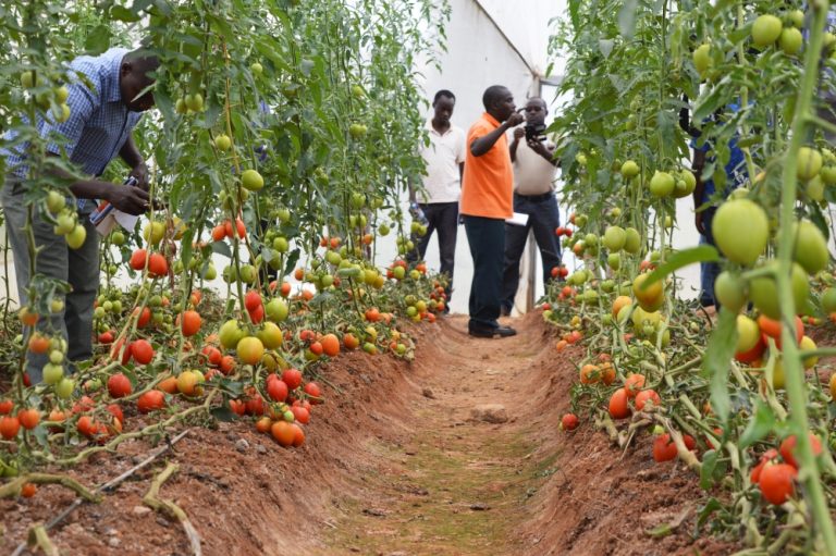 Ghana Set for Full Tomato Production by Year-End
