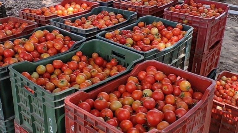 Questions Raised Over Feasibility of Government’s Tomato Production Plan