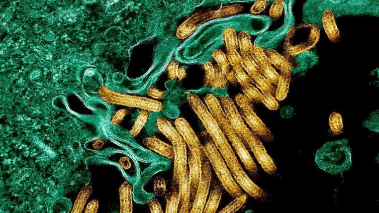 CDC Africa declares Ebola outbreak in DR Congo