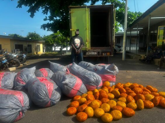 Tema Police arrest suspect with sacks of suspected Indian hemp