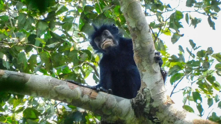 Scientists identify new monkey species with orange lips in DR Congo